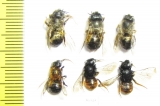 Hymenoptera sp.  Russia, Kaluga reg. - INSECTS-STORE.RU