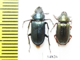 Platycerus caraboides, pair  Russia, Kaluga reg. - INSECTS-STORE.RU