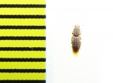 Langelandia anophtalma  Italy - INSECTS-STORE.RU