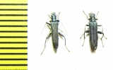 Oedemera sp. Turkey - INSECTS-STORE.RU