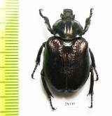 Osmoderma barnabita  Russia, Kaluga reg. - INSECTS-STORE.RU