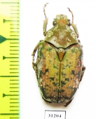 Pseudinca camerunensis  Tanzania - INSECTS-STORE.RU