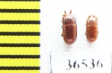 Tenebrionidae sp., pair  Malaysia, Borneo - INSECTS-STORE.RU