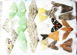 Lepidoptera sp.  Russia, Tver reg. - INSECTS-STORE.RU