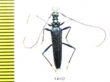 Novantinoe sp.  Ecuador - INSECTS-STORE.RU