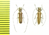 Emphytoecia suturella, pair  Chile - INSECTS-STORE.RU