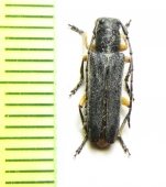 Phytoecia kabateki  Syria - INSECTS-STORE.RU