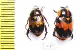 Rutelinae sp.  Peru - INSECTS-STORE.RU