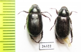 Phaeadoretus iranicus  Iran, Fars prov. - INSECTS-STORE.RU