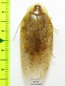 Blattodea sp.  Malaysia, Borneo - INSECTS-STORE.RU