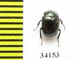 Sphaerites glabratus  Russia, Tver reg. - INSECTS-STORE.RU