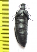 Berberomeloe payoyo  Spain - INSECTS-STORE.RU