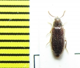 Zilora sericea  Belorussia - INSECTS-STORE.RU