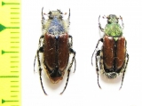 Pygopleurus foina, pair  Greece - INSECTS-STORE.RU