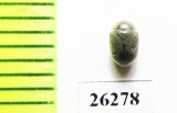 Anobiidae sp.  Vietnam - INSECTS-STORE.RU