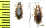 Carabidae sp.  South Africa Rep. - INSECTS-STORE.RU