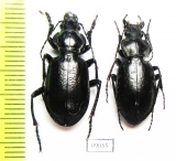Carabus (Mimocarabus) roseni, pair  Turkmenistan - INSECTS-STORE.RU