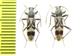 Chlorophorus motschulskyi  Russia, Far East - INSECTS-STORE.RU