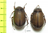 Melolonthinae sp.  China, Guangxi prov. - INSECTS-STORE.RU