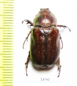 Cyphonoxia sp.  Pakistan - INSECTS-STORE.RU