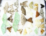 Lepidoptera sp.  Russia, Tver reg. - INSECTS-STORE.RU