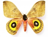 Saturniidae - INSECTS-STORE.RU