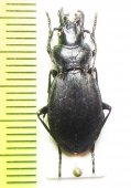 Carabus (Procechenochilus) heydenianus ssp.  Armenia - INSECTS-STORE.RU