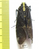 Homoptera sp.  Ecuador - INSECTS-STORE.RU
