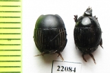 Exorhabdus tropicalis  Zambia - INSECTS-STORE.RU