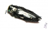 Chrysobothris sp.  Peru - INSECTS-STORE.RU