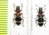 Thanasimus substriatus  Russia, Far East - INSECTS-STORE.RU