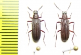 Tenebrionidae sp.  Malaysia - INSECTS-STORE.RU