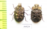 Tenebrionidae sp., pair  Malaysia, Borneo - INSECTS-STORE.RU