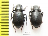 Diesia quadridentata auliensis  Kazakhstan - INSECTS-STORE.RU