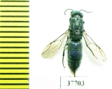 Chrysididae sp.  Russia, Tver reg. - INSECTS-STORE.RU