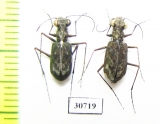 Oceanella sp., pair  Fiji, Taveuni isl. - INSECTS-STORE.RU