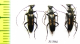 Anoplodera sexguttata  Russia, Volgograd reg. - INSECTS-STORE.RU