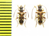 Pidonia puziloi  Russia, Far East - INSECTS-STORE.RU