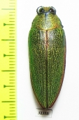 Steraspis sp.  Tanzania - INSECTS-STORE.RU