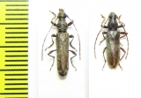 Cerambycidae sp.  Malawi - INSECTS-STORE.RU