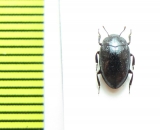 Monomma sp.  India - INSECTS-STORE.RU