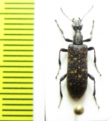 Anthicidae, Stereopalpus sp.  China, Yunnan prov. - INSECTS-STORE.RU