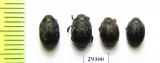 Byrrhus sp.  Russia, Tver reg. - INSECTS-STORE.RU
