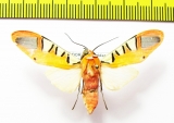 Erebidae sp.  Ecuador - INSECTS-STORE.RU