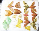 Lepidoptera sp.  Russia, Tver reg. - INSECTS-STORE.RU