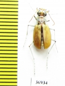 Lophyra barbifrons marqueza, female  South Africa Rep. - INSECTS-STORE.RU