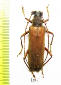 Cerambycidae sp.  Costa Rica - INSECTS-STORE.RU