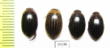 Dytiscidae sp.  Russia, Astrakhan reg. - INSECTS-STORE.RU
