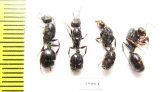 Formicidae sp.  Uzbekistan - INSECTS-STORE.RU