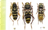 Plagionotus arcuatus, P.pulcher, P.detritus  Russia - INSECTS-STORE.RU